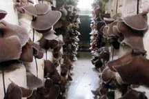 Trồng nấm“hốt” bạc nhờ Tết