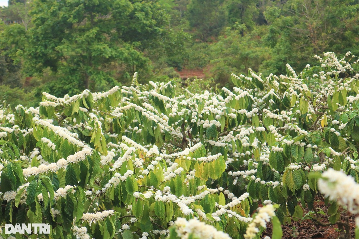 Cà phê phủ tuyết trắng xóa, tỏa hương thơm ngát trên cao nguyên - 9 Cà phê phủ tuyết trắng xóa, tỏa hương thơm ngát trên cao nguyên - 9