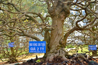 Ngắm những cây mai “khủng” bạc tỷ ở Sài Gòn