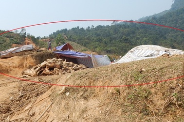 Dân ồ ạt kéo nhau vào rừng "săn" gốc gỗ Pơmu