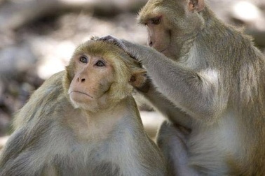 Vi khuẩn chết người thoát khỏi phòng nghiên cứu Mỹ