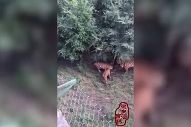 Khoảnh khắc hổ cái bị 7 hổ khác tấn công và giết chết ngay trong vườn thú