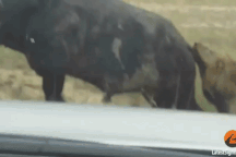 Trâu rừng tinh quái chọc thủng lốp xe để thoát khỏi sư tử