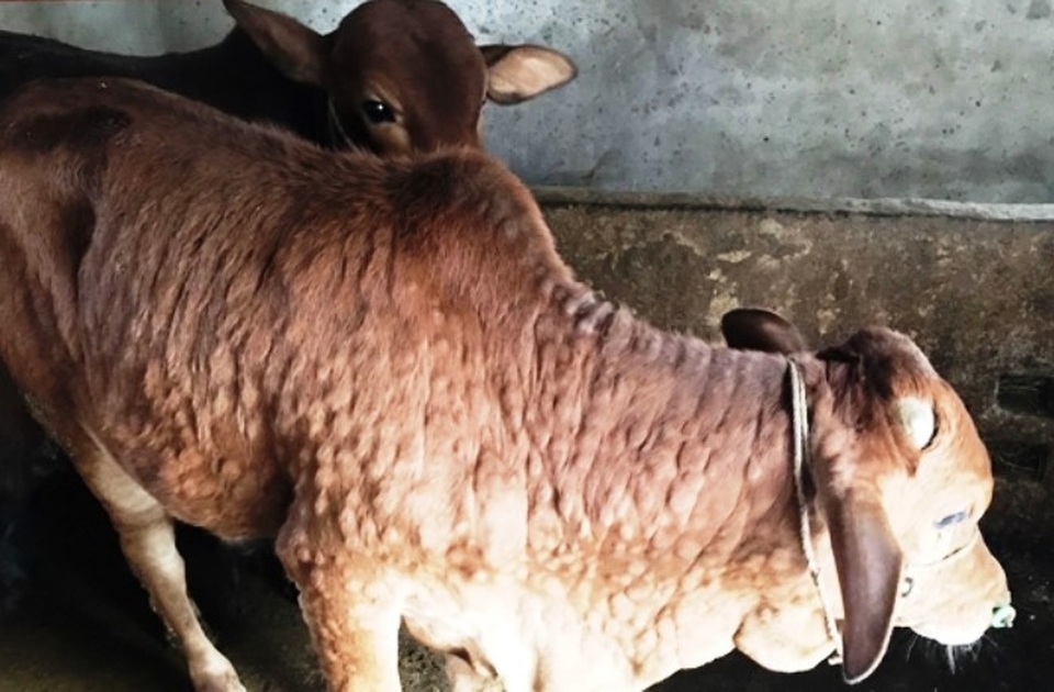 Bệnh lạ ở trâu, bò đang lan rộng khắp Hà Tĩnh - 1 Bệnh lạ ở trâu, bò đang lan rộng khắp Hà Tĩnh - 1