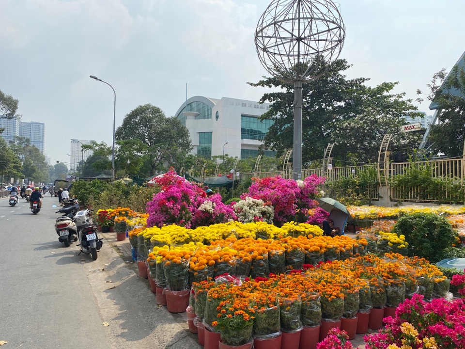 Trâu kiểng độc lạ vài chục triệu đồng; buôn mai, đào buồn chưa từng thấy - 11 Trâu kiểng độc lạ vài chục triệu đồng; buôn mai, đào buồn chưa từng thấy - 11