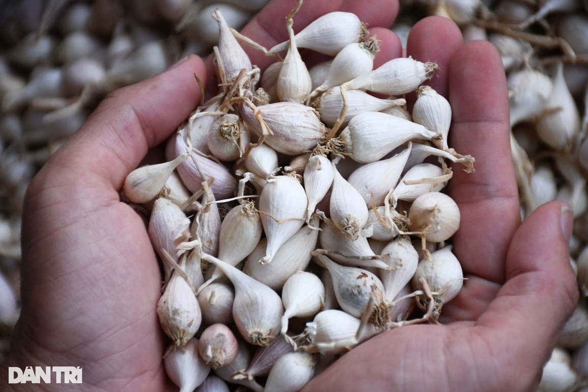 Tỏi cô đơn ở Lý Sơn đạt đỉnh giá 1,2 triệu đồng/kg - 2 Tỏi cô đơn ở Lý Sơn đạt đỉnh giá 1,2 triệu đồng/kg - 2