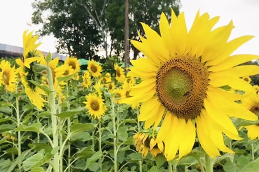 Mãn nhãn với vườn “hoa mặt trời” trên Cao Nguyên