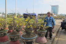 Đà Nẵng: Hoa Tết giá cao, vắng người mua
