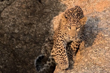 Đến với thị trấn cổ nơi con người sống hòa thuận cùng báo hoa mai