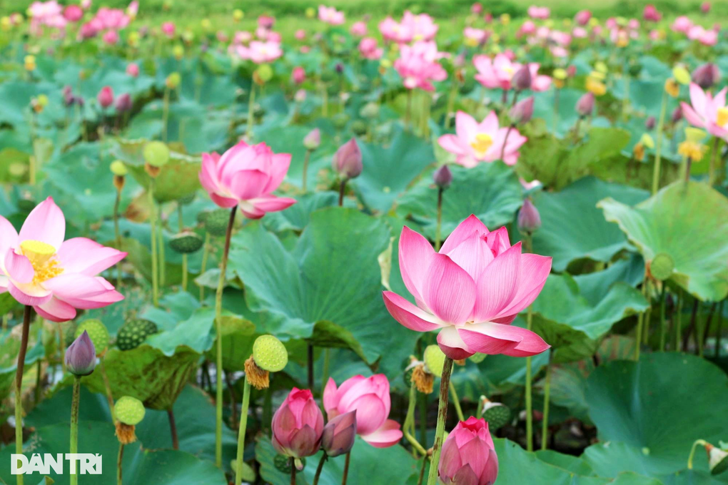 Đẹp ngỡ ngàng những cánh đồng sen gần phố cổ Hội An - 5 Đẹp ngỡ ngàng những cánh đồng sen gần phố cổ Hội An - 5