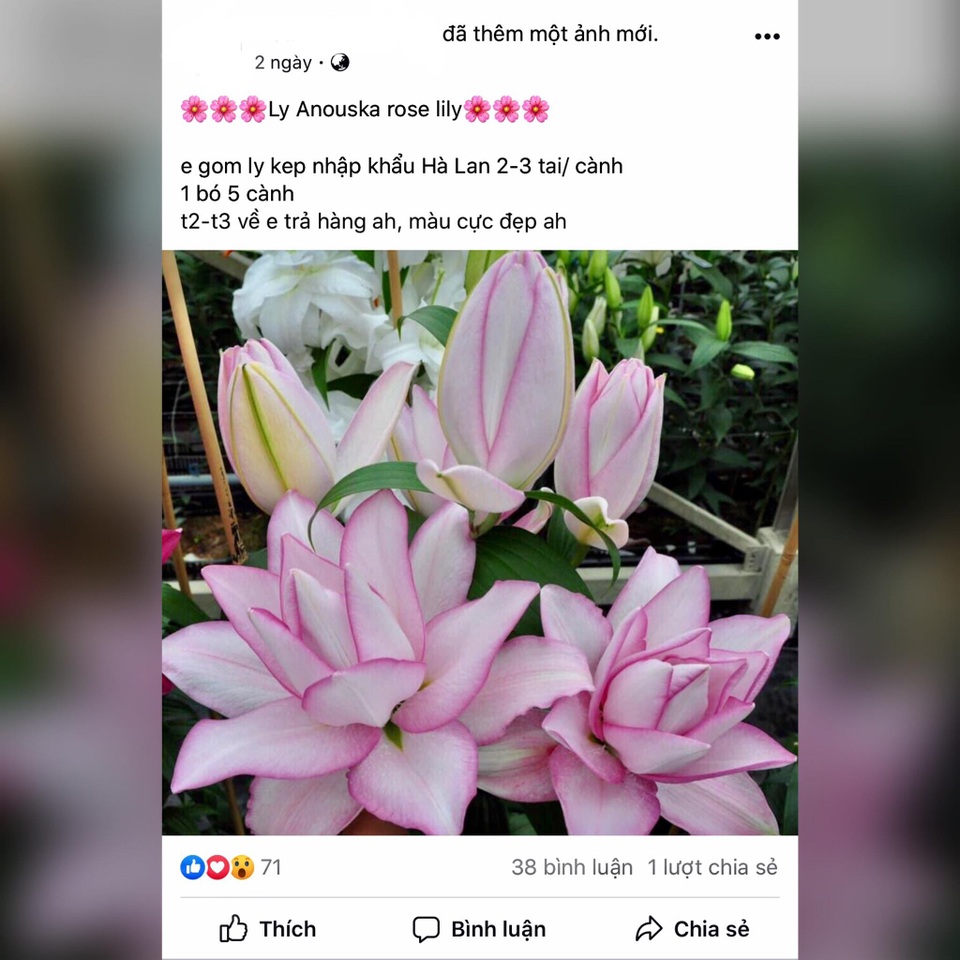 Hoa ly Đà Lạt bị gắn mác hoa nhập khẩu, rao bán đắt gấp 4-5 lần - 3 Hoa ly Đà Lạt bị gắn mác hoa nhập khẩu, rao bán đắt gấp 4-5 lần - 3