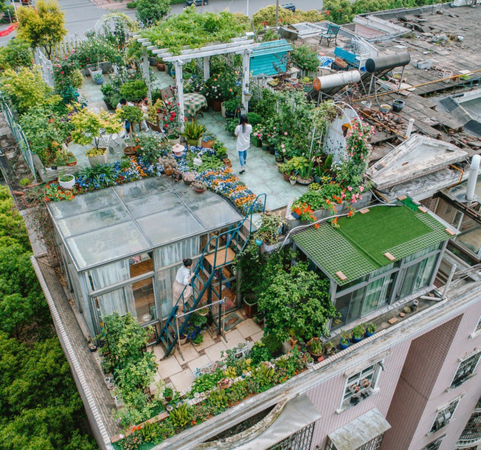 Người phụ nữ biến sân thượng bỏ không thành khu vườn vạn người mê - 1 Người phụ nữ biến sân thượng bỏ không thành khu vườn vạn người mê - 1