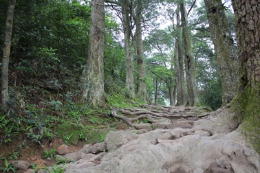 Tìm phương án cứu cây Xích Tùng 700 năm tuổi bị bão số 1 quật đổ