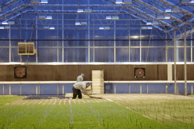 Trang trại trồng rau không cần đất, sạch đến mức… "ăn luôn chẳng cần rửa"