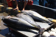Cá ngừ đại dương ở Hoàng Sa, Trường Sa… liên tiếp bị “ép giá”