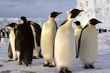 Chim cánh cụt phân biệt nhau bằng cách nào?