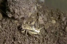 “Quái vật” tàng hình, đớp mồi đi ngang qua nhanh như chớp