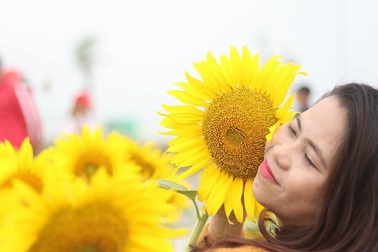 Giới trẻ Sài thành "phát cuồng" với vườn hoa hướng dương khổng lồ