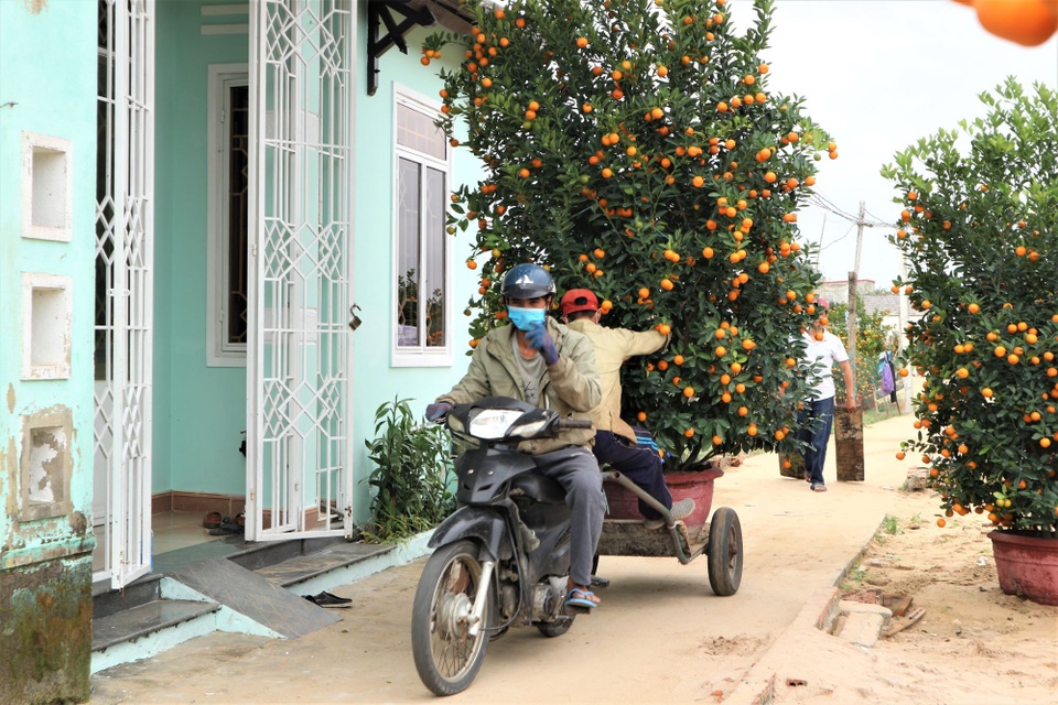 Nghề chở quất thuê dịp Tết: Việc ít, nhân công nhiều - 6 Nghề chở quất thuê dịp Tết: Việc ít, nhân công nhiều - 6