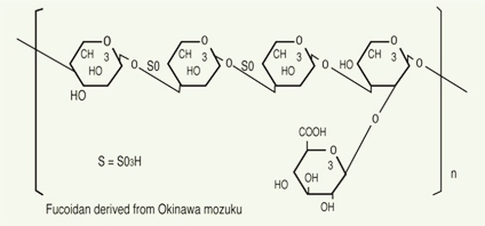Kiến thức về Fucoidan có nguồn gốc từ tảo nâu - 2 Kiến thức về Fucoidan có nguồn gốc từ tảo nâu - 2