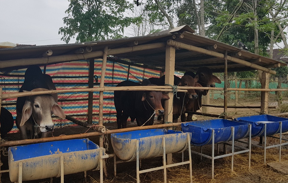 Sau đợt lũ liên tiếp, người chăn nuôi chật vật tìm kiếm thức ăn cho gia súc - 2 Sau đợt lũ liên tiếp, người chăn nuôi chật vật tìm kiếm thức ăn cho gia súc - 2