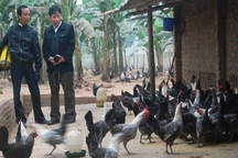 Nuôi con tiền tỷ: Giàu nhanh như "thổi" từ giống gà mắn đẻ... cổ đại