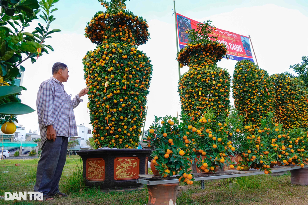Bưởi diễn, quất khủng xuất hiện trên phố Tây Đô giá cả trăm triệu đồng - 8 Bưởi diễn, quất khủng xuất hiện trên phố Tây Đô giá cả trăm triệu đồng - 8