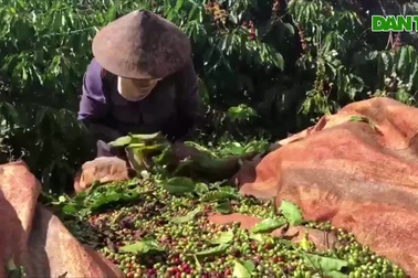 Cảnh người dân tất bật thu hái cà phê