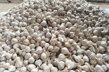 Ngăn chặn tình trạng tỏi ngoài lên đảo "đội lốt" tỏi Lý Sơn