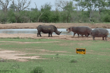 Gây sự với hà mã, tê giác đen chạy "bán sống bán chết"