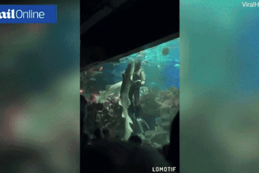 Sốc: Thợ lặn “to gan” khiêu vũ cùng cá mập