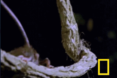 Cú nhảy phi thường của chuột để thoát cuộc tấn công của trăn