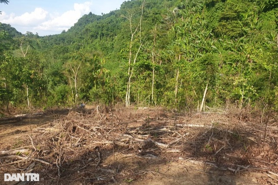 Trưởng ban quản lý bán rừng phòng hộ bị khai trừ Đảng - 2 Trưởng ban quản lý bán rừng phòng hộ bị khai trừ Đảng - 2