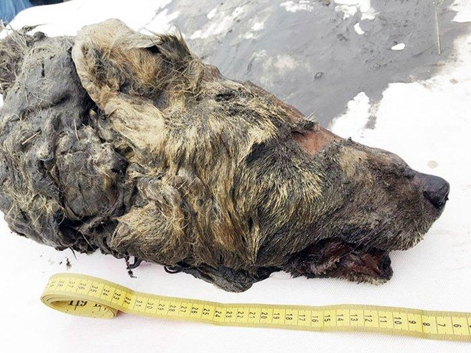 Bí ẩn đầu sói khổng lồ 40.000 năm tuổi ở Siberia - 1 Bí ẩn đầu sói khổng lồ 40.000 năm tuổi ở Siberia - 1