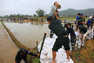 Bình Định: Thanh niên xắn quần, lội ruộng giúp dân khắc phục hậu quả lũ