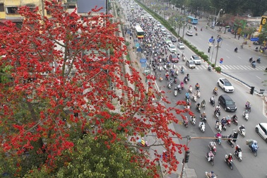 Đỏ rực từ nông thôn đến thành phố trong mùa hoa gạo tháng Ba ở Hà Nội