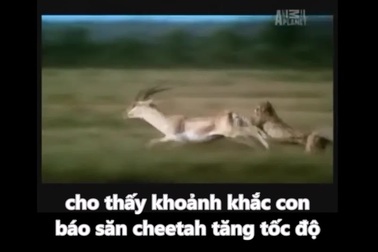 Báo cheetah vất vả săn mồi nhưng bị linh cẩu "hớt tay trên"