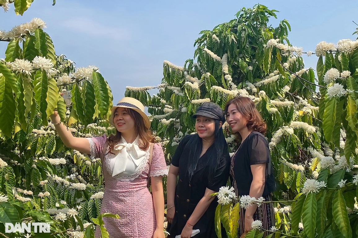 Cà phê phủ tuyết trắng xóa, tỏa hương thơm ngát trên cao nguyên - 5 Cà phê phủ tuyết trắng xóa, tỏa hương thơm ngát trên cao nguyên - 5