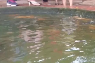 Clip hàng ngàn con cá chép tranh nhau bú bình.