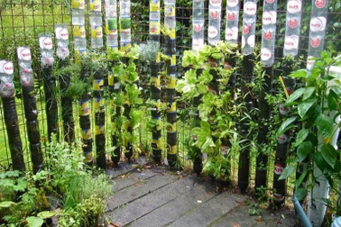 Giáo sư về hưu trồng rau sạch trong chai và thùng nhựa bỏ đi