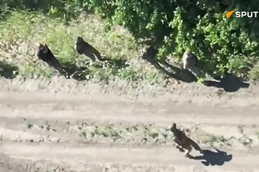 Nga công bố video đơn vị quân đội Ukraine đầu hàng ở Kursk