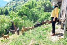 Vay 50 triệu đồng mua trâu giống, hộ nghèo đã có kha khá tiền gửi ngân hàng