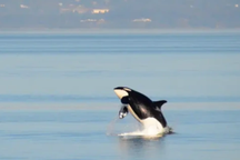 Cá voi sát thủ liên tục tấn công thuyền buồm trên biển