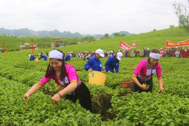 Mộc Châu: Chè thanh sạch, sữa mát lành