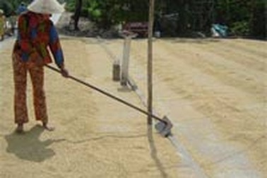 Doanh nghiệp xuất khẩu gạo lách luật 