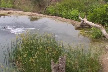 Linh dương nhảy xuống nước vẫn không thoát khỏi tay "nữ hoàng thảo nguyên"