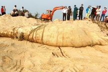 Cá voi "khủng" dạt vào bờ biển Quảng Nam