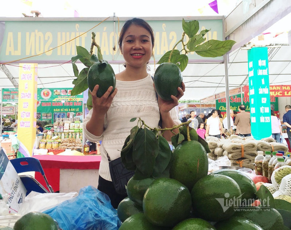 Quả bơ khổng lồ nặng 2 kg, hàng trên núi về gây sốt Hà thành - 3 Quả bơ khổng lồ nặng 2 kg, hàng trên núi về gây sốt Hà thành - 3