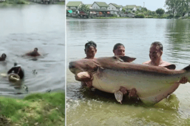 Cá tra dầu khổng lồ nặng gần 200kg, dài 2m bị cần thủ Thái Lan tóm sống