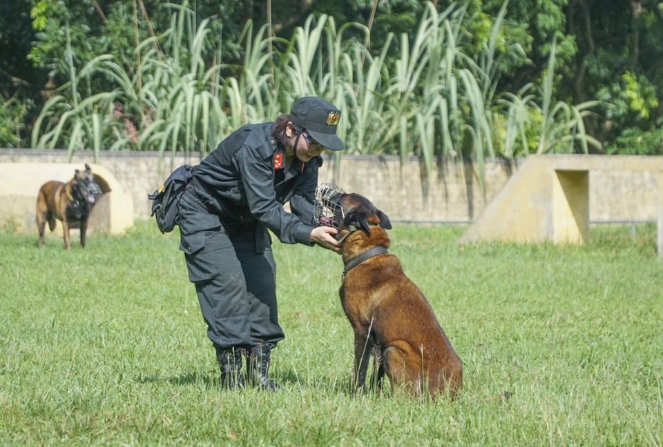 Chiêm ngưỡng khả năng đặc biệt trong trấn áp tội phạm của chó nghiệp vụ - 2 Chiêm ngưỡng khả năng đặc biệt trong trấn áp tội phạm của chó nghiệp vụ - 2